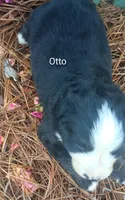 Otto, a male Bernese Mountain Dog for sale in Blackville, SC – 1 of 4