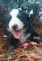 Otto, a male Bernese Mountain Dog for sale in Blackville, SC – 2 of 4
