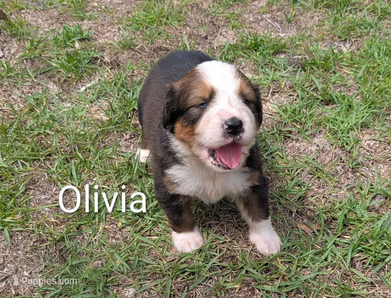 Olivia – Bernese Mountain Dog, Great Pyrenees puppy for sale in Blackville, SC