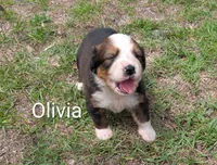 Olivia, a female Bernese Mountain Dog and Great Pyrenees for sale in Blackville, SC – 1 of 5
