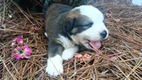 Oliver, a male Bernese Mountain Dog for sale in Blackville, SC – 3 of 3