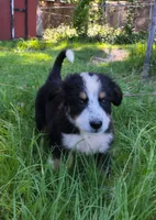 Orion, a male Bernese Mountain Dog and Great Pyrenees for sale in Blackville, SC – 3 of 6