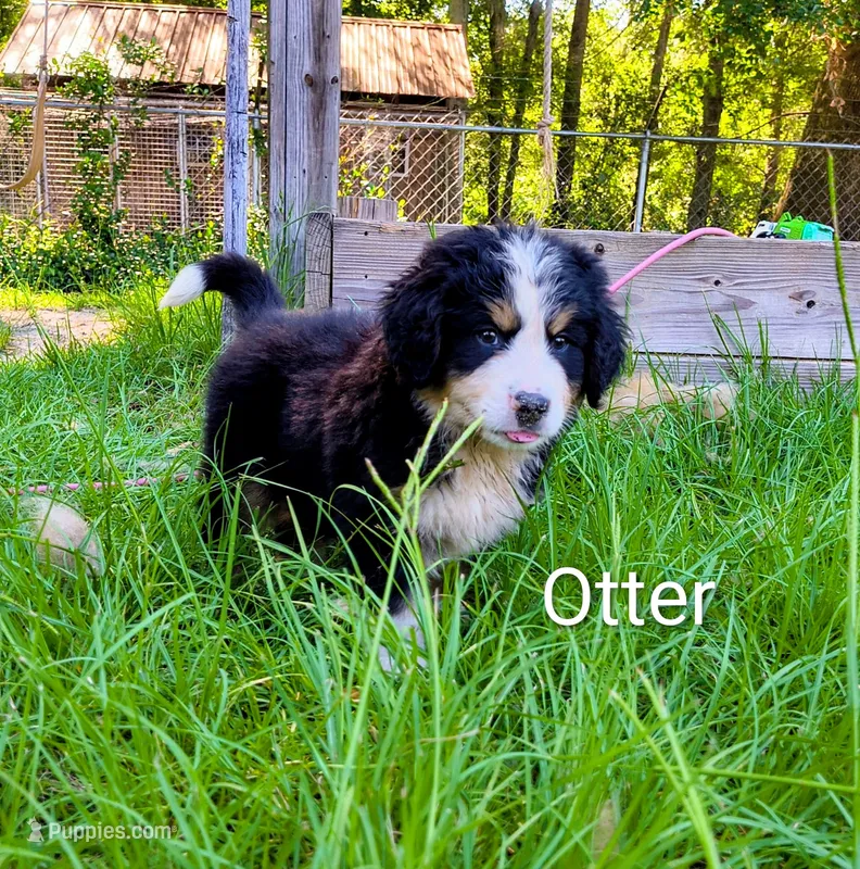 Otter – Bernese Mountain Dog, Great Pyrenees puppy on hold in Blackville, SC