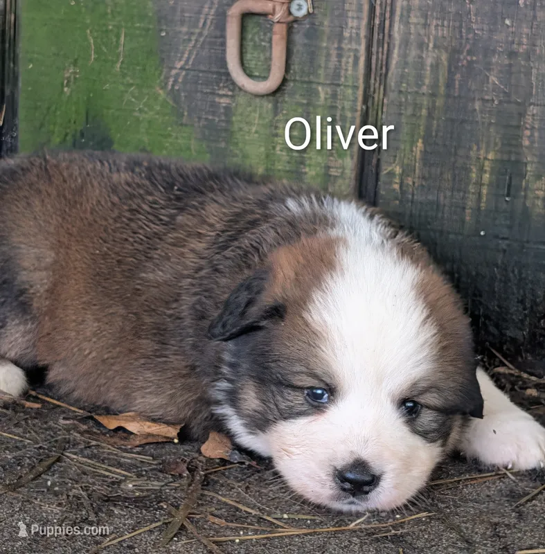 Oliver – Bernese Mountain Dog puppy for sale in Blackville, SC