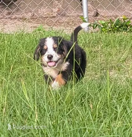 Orion – Bernese Mountain Dog, Great Pyrenees puppy for sale in Blackville, SC