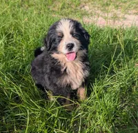 Otto, a male Bernese Mountain Dog for sale in Blackville, SC – 6 of 9