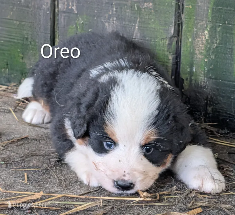 Oreo – Bernese Mountain Dog, Great Pyrenees puppy for sale in Blackville, SC