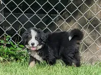Otto, a male Bernese Mountain Dog for sale in Blackville, SC – 2 of 9