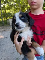 Orion, a male Bernese Mountain Dog and Great Pyrenees for sale in Blackville, SC – 2 of 6