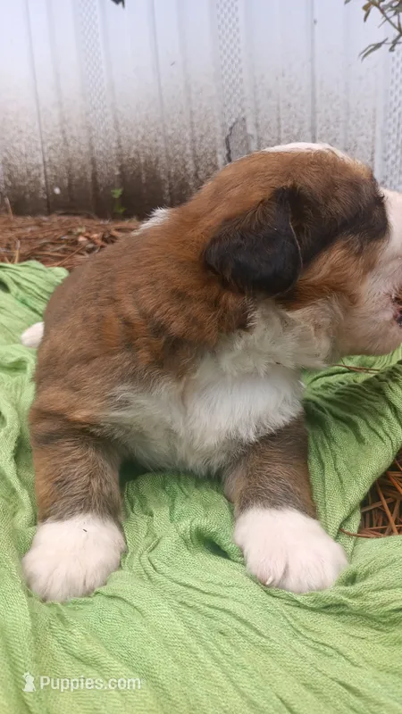 Oscar – Bernese Mountain Dog, Great Pyrenees puppy for sale in Blackville, SC