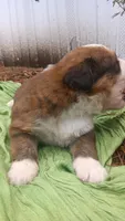 Oscar, a male Bernese Mountain Dog and Great Pyrenees for sale in Blackville, SC – 1 of 4