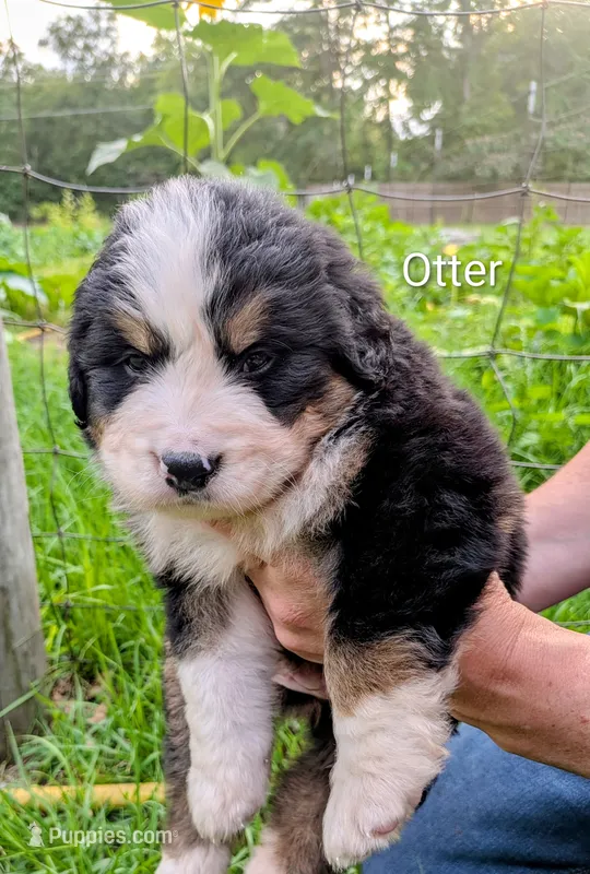 Otter – Bernese Mountain Dog, Great Pyrenees puppy for sale in Blackville, SC