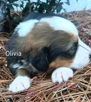 Olivia, a female Bernese Mountain Dog and Great Pyrenees for sale in Blackville, SC – 5 of 5