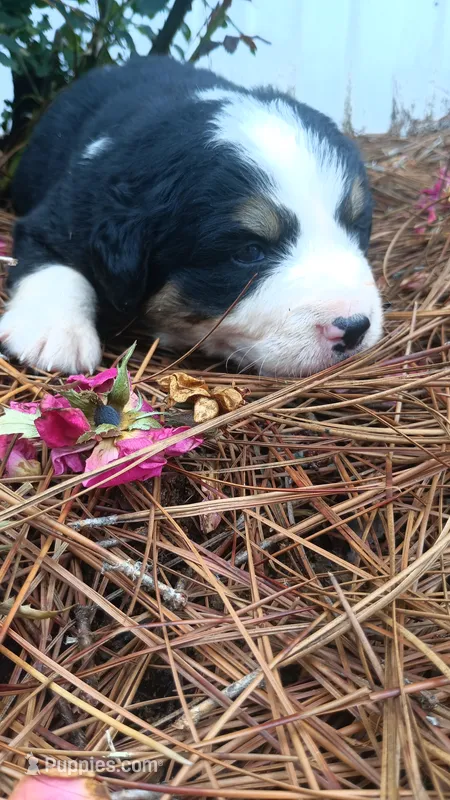 Otter – Bernese Mountain Dog, Great Pyrenees puppy for sale in Blackville, SC