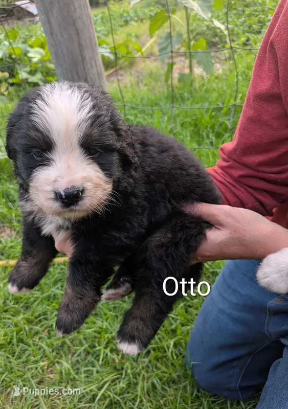 Otto – Bernese Mountain Dog puppy for sale in Blackville, SC