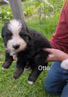 Otto, a male Bernese Mountain Dog for sale in Blackville, SC – 7 of 9