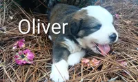 Oliver, a male Bernese Mountain Dog for sale in Blackville, SC – 2 of 3