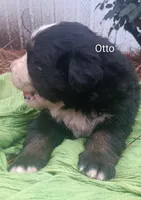 Otto, a male Bernese Mountain Dog for sale in Blackville, SC – 4 of 4