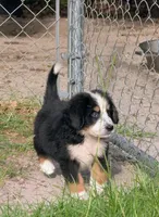 Orion, a male Bernese Mountain Dog and Great Pyrenees for sale in Blackville, SC – 5 of 6