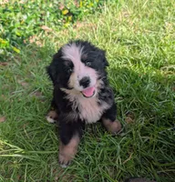 Otto, a male Bernese Mountain Dog for sale in Blackville, SC – 5 of 9