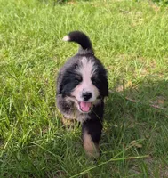 Otto, a male Bernese Mountain Dog for sale in Blackville, SC – 4 of 9