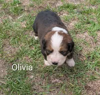 Olivia, a female Bernese Mountain Dog and Great Pyrenees for sale in Blackville, SC – 2 of 5