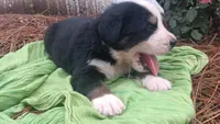 Orion, a male Bernese Mountain Dog and Great Pyrenees for sale in Blackville, SC – 3 of 3