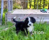 Orion, a male Bernese Mountain Dog and Great Pyrenees for sale in Blackville, SC – 1 of 6