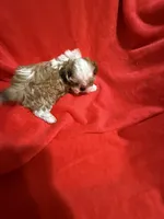 AKC Hays, a male Shih Tzu for sale in Dayton, TN – 9 of 10