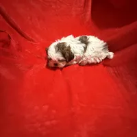 AKC James , a male Shih Tzu for sale in Dayton, TN – Photo 7 of 10