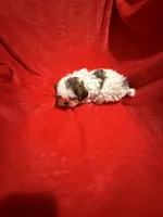 AKC James , a male Shih Tzu for sale in Dayton, TN – Photo 7 of 10