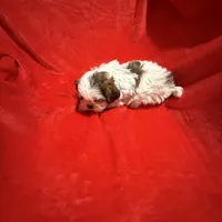 AKC James , a male Shih Tzu for sale in Dayton, TN – Photo 6 of 10