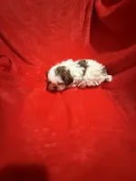 AKC James , a male Shih Tzu for sale in Dayton, TN – Photo 6 of 10