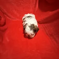 AKC James , a male Shih Tzu for sale in Dayton, TN – Photo 8 of 10