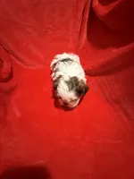 AKC James , a male Shih Tzu for sale in Dayton, TN – Photo 8 of 10