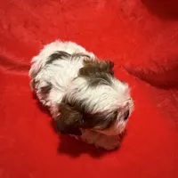 AKC James , a male Shih Tzu for sale in Dayton, TN – Photo 1 of 10