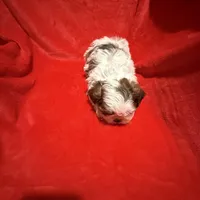 AKC James , a male Shih Tzu for sale in Dayton, TN – Photo 10 of 10