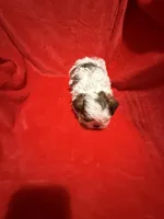 AKC James , a male Shih Tzu for sale in Dayton, TN – Photo 10 of 10