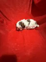 AKC James , a male Shih Tzu for sale in Dayton, TN – Photo 2 of 10