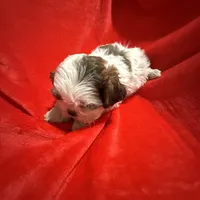 AKC James , a male Shih Tzu for sale in Dayton, TN – Photo 4 of 10