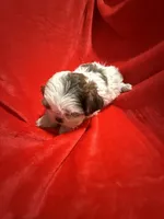 AKC James , a male Shih Tzu for sale in Dayton, TN – Photo 4 of 10