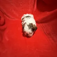 AKC James , a male Shih Tzu for sale in Dayton, TN – Photo 9 of 10