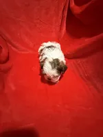 AKC James , a male Shih Tzu for sale in Dayton, TN – Photo 9 of 10