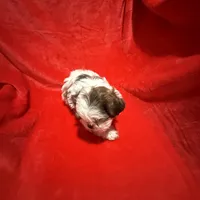 AKC James , a male Shih Tzu for sale in Dayton, TN – Photo 3 of 10