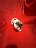 AKC James , a male Shih Tzu for sale in Dayton, TN – Photo 3 of 10
