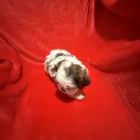 AKC James , a male Shih Tzu for sale in Dayton, TN – Photo 5 of 10