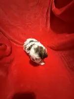 AKC James , a male Shih Tzu for sale in Dayton, TN – Photo 5 of 10