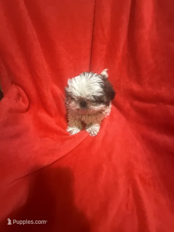 AKC Johnny  – Shih Tzu puppy for sale in Dayton, TN