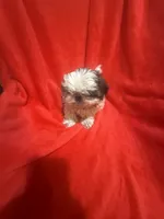 AKC Johnny , a male Shih Tzu for sale in Dayton, TN – 1 of 10