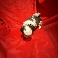 AKC Hays , a male Shih Tzu for sale in Dayton, TN – Photo 7 of 10